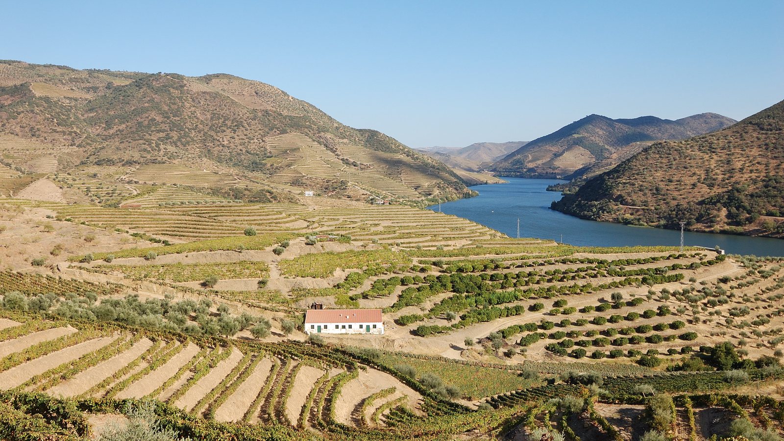 Terrasvormige wijngaarden op de heuvels langs de rivier de Douro in Portugal