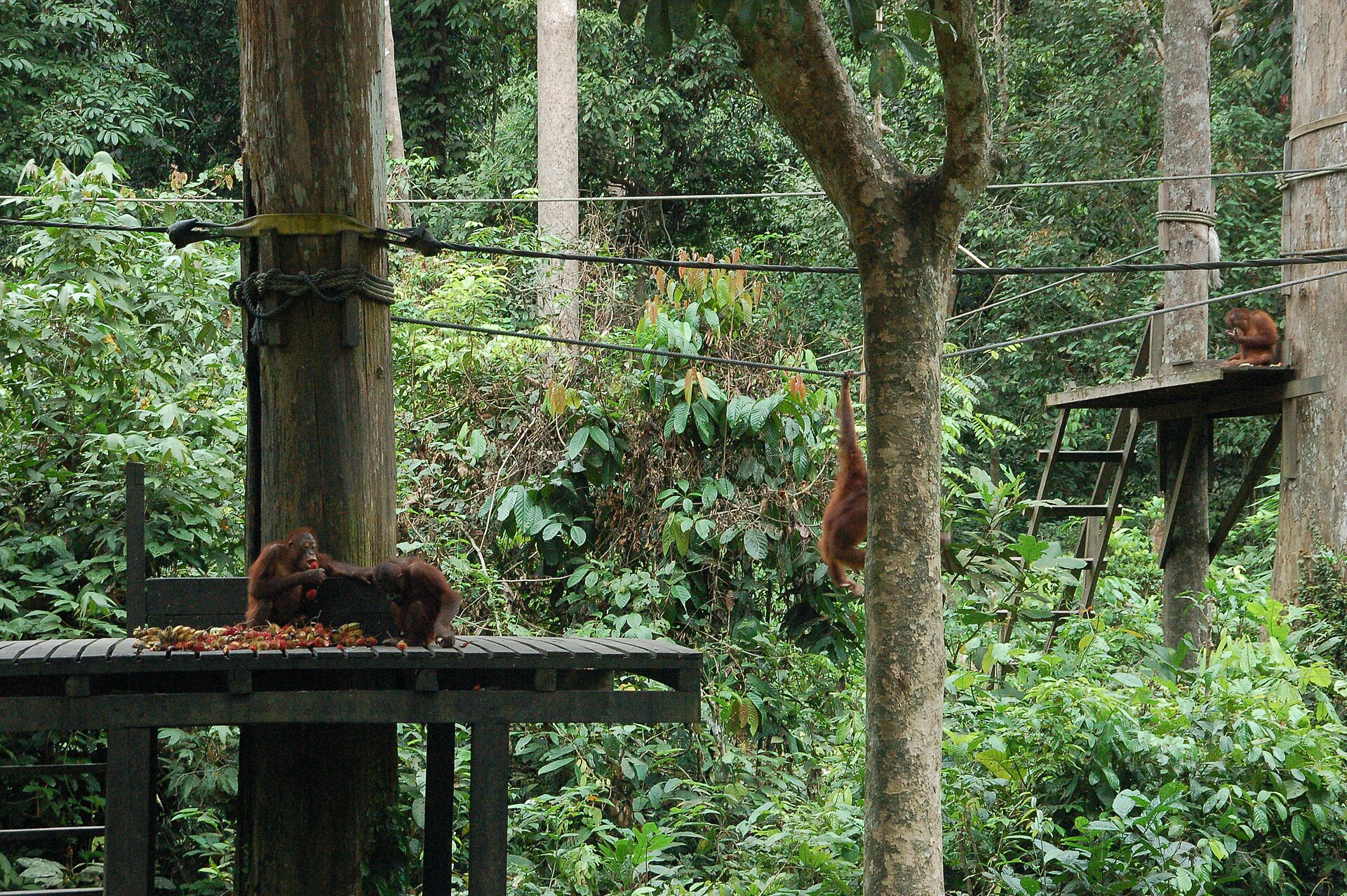 Borneo Maleisië 2026: orang-oetans en jungle in 12 dagen