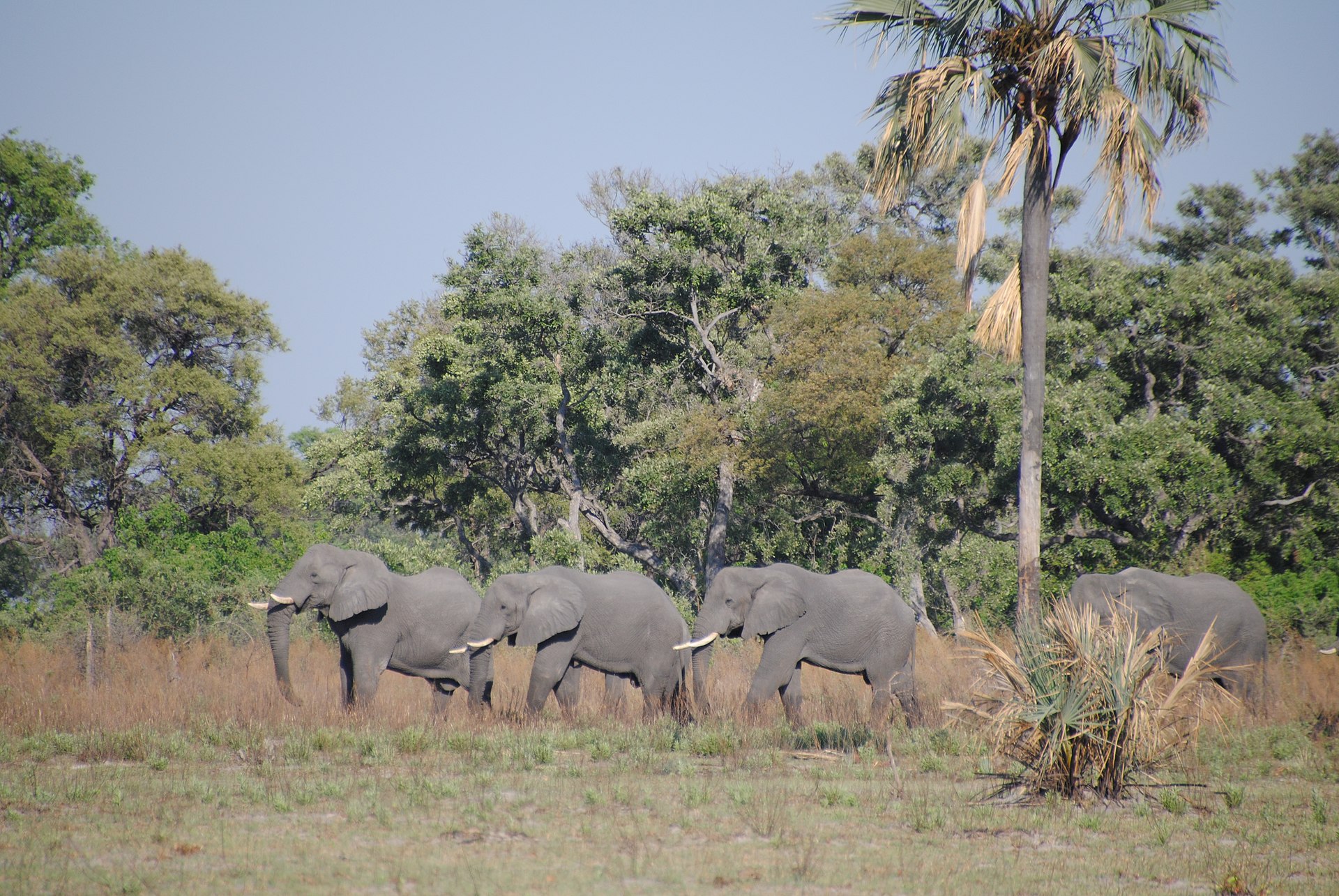 Botswana safari Okavango Delta 2026: lodge of mobile camp