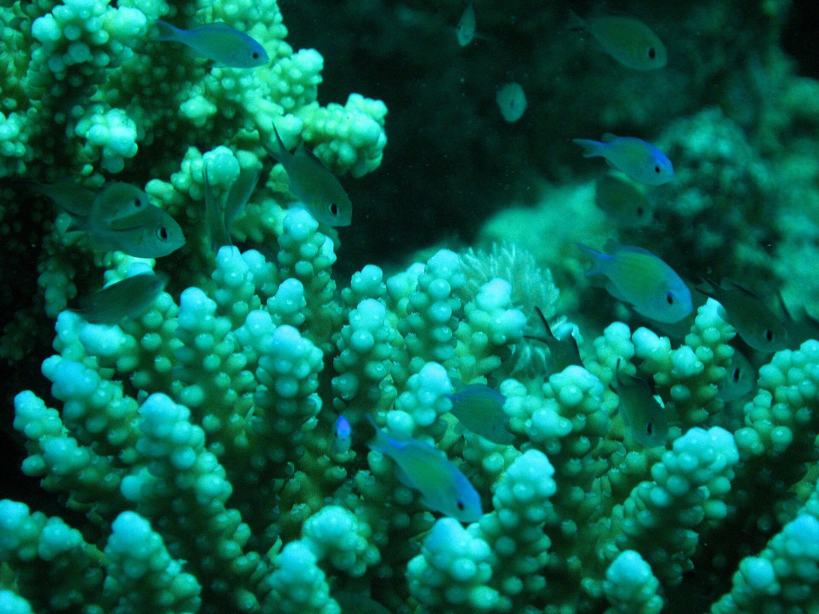 Koraalrif bij Marsa Alam in zuidelijk Egypte met heldere blauwe zee