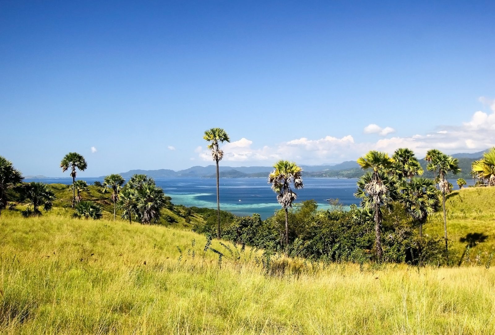 Eilandhoppen Indonesie 14 dagen 2026: Komodo, Flores, Sumba