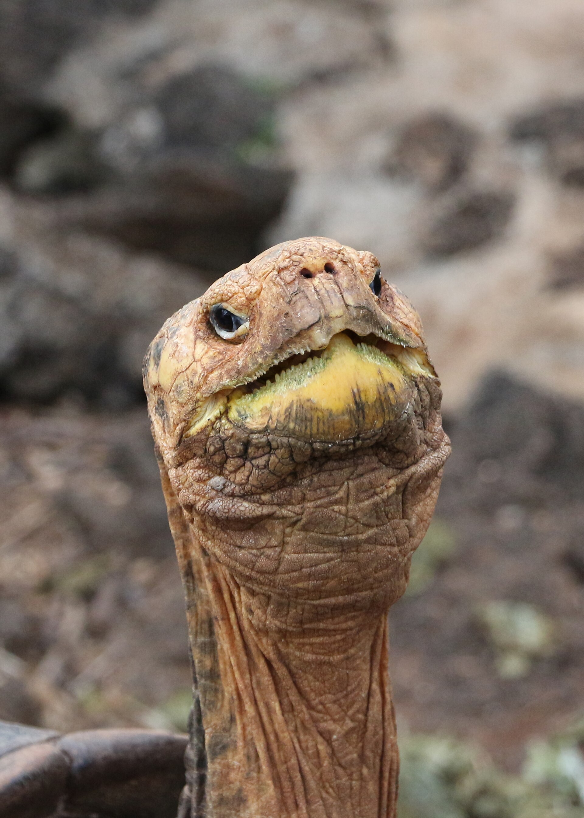 Galapagos in 2026: cruise of eilandhoppen — welke past bij jou?