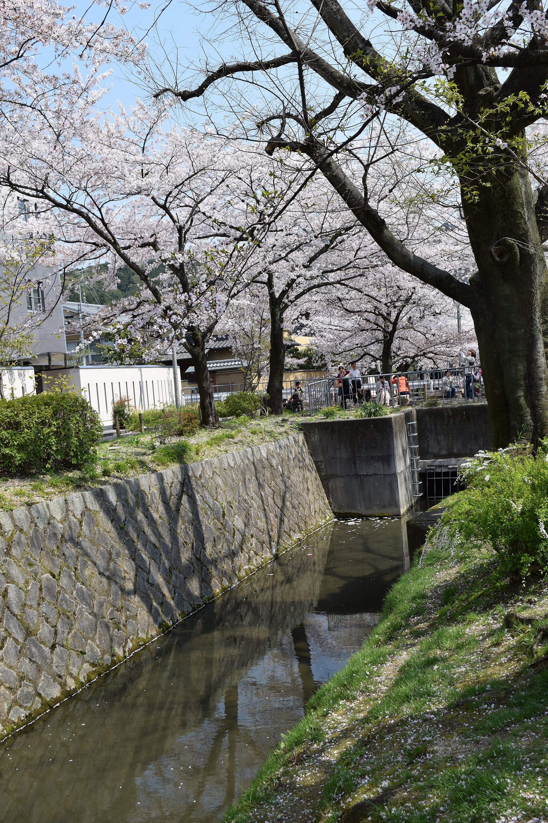 Japan kersenbloesem 2026: Tokyo, Kyoto en Hiroshima met JR Pass