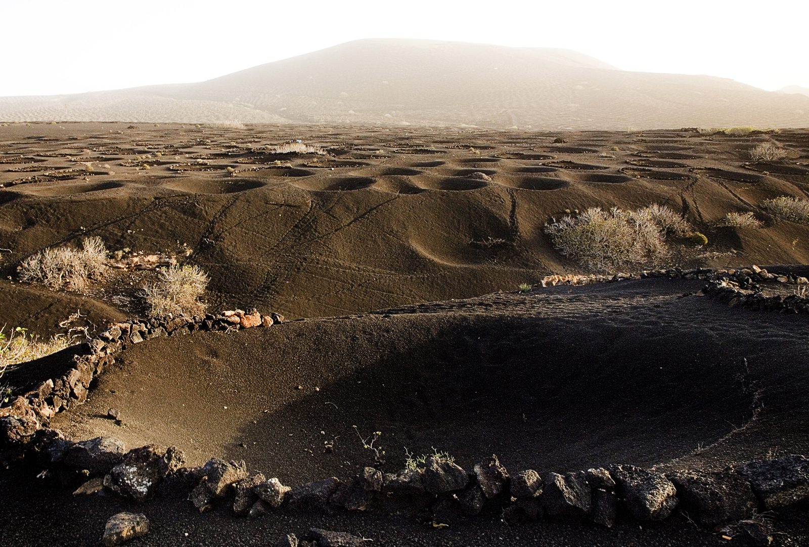 Wijngaarden in kuilen van zwarte vulkaanas in La Geria op Lanzarote