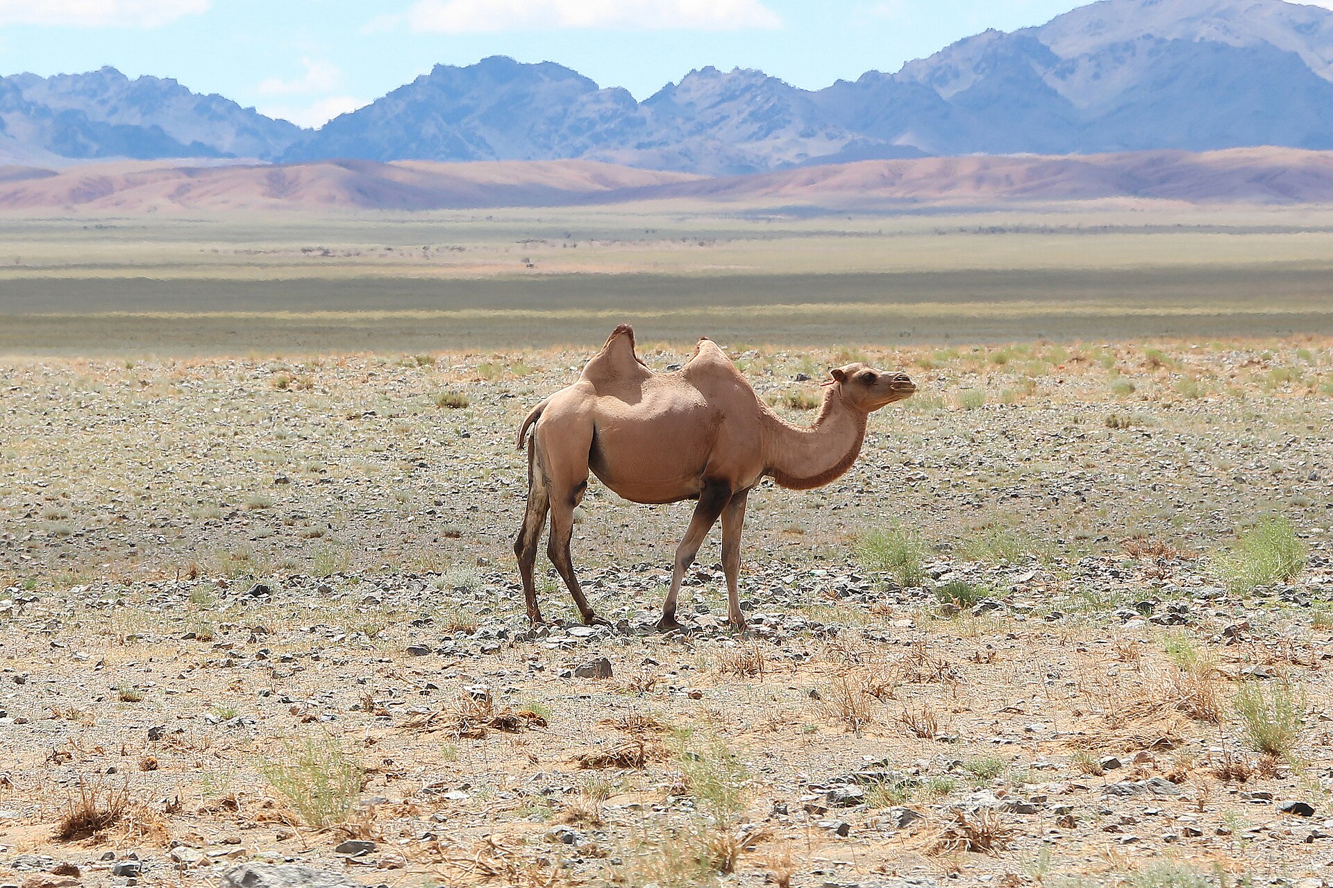 Mongolie nomadentocht 2026: Gobi en steppe in 10 dagen
