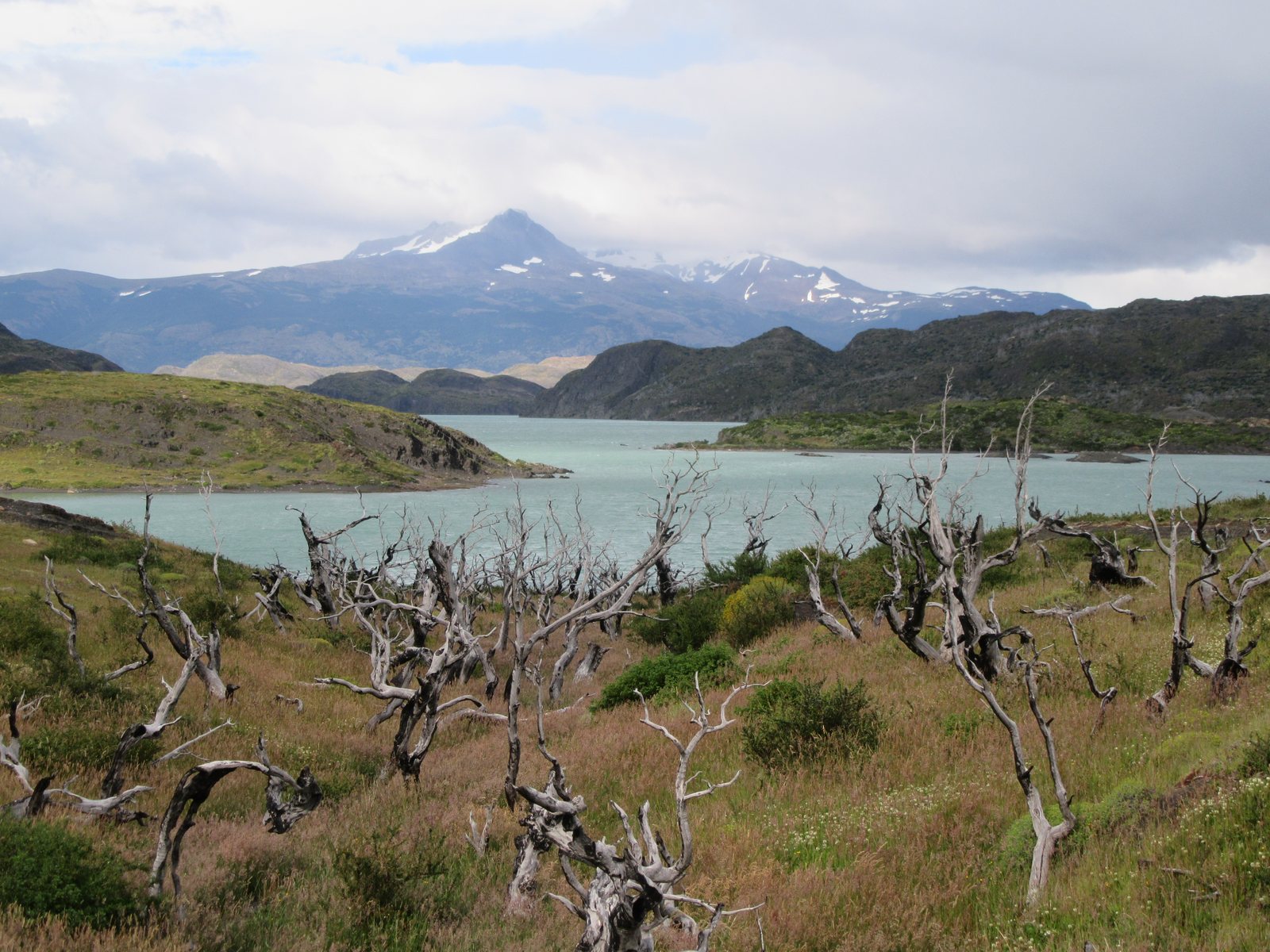 Dode bomen en een turquoise meer met besneeuwde bergen op de achtergrond in Torres del Paine