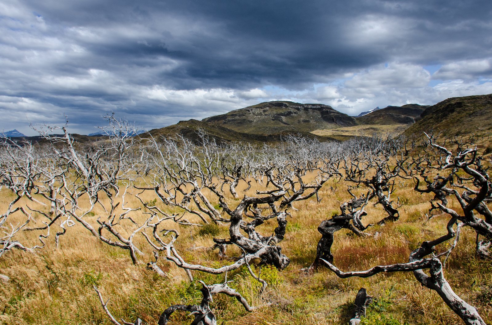 Wandelpad over de steppe richting de Cuernos del Paine in Patagonië