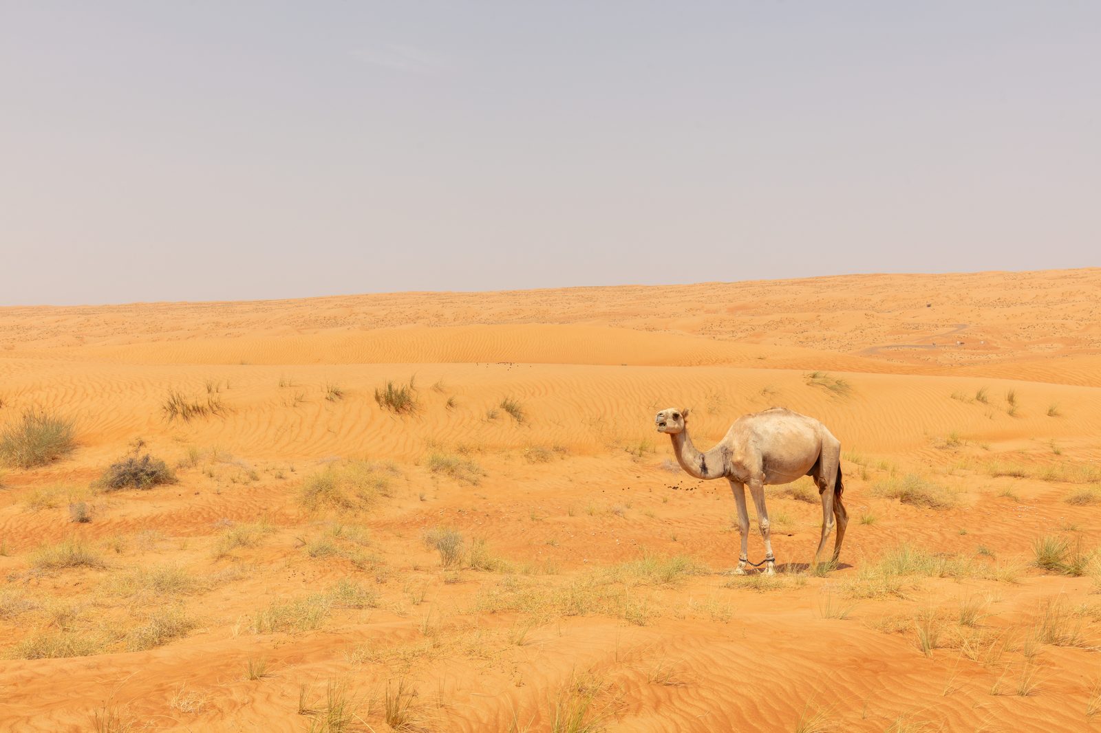 Rondreis Oman 10 dagen 2026: route, kosten, visum