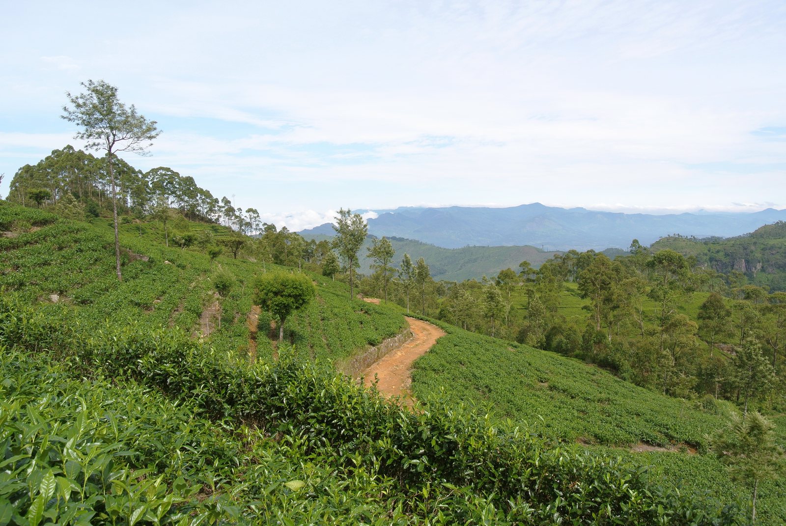 Een theeplantage bij Haputale in het centrale heuvelland van Sri Lanka