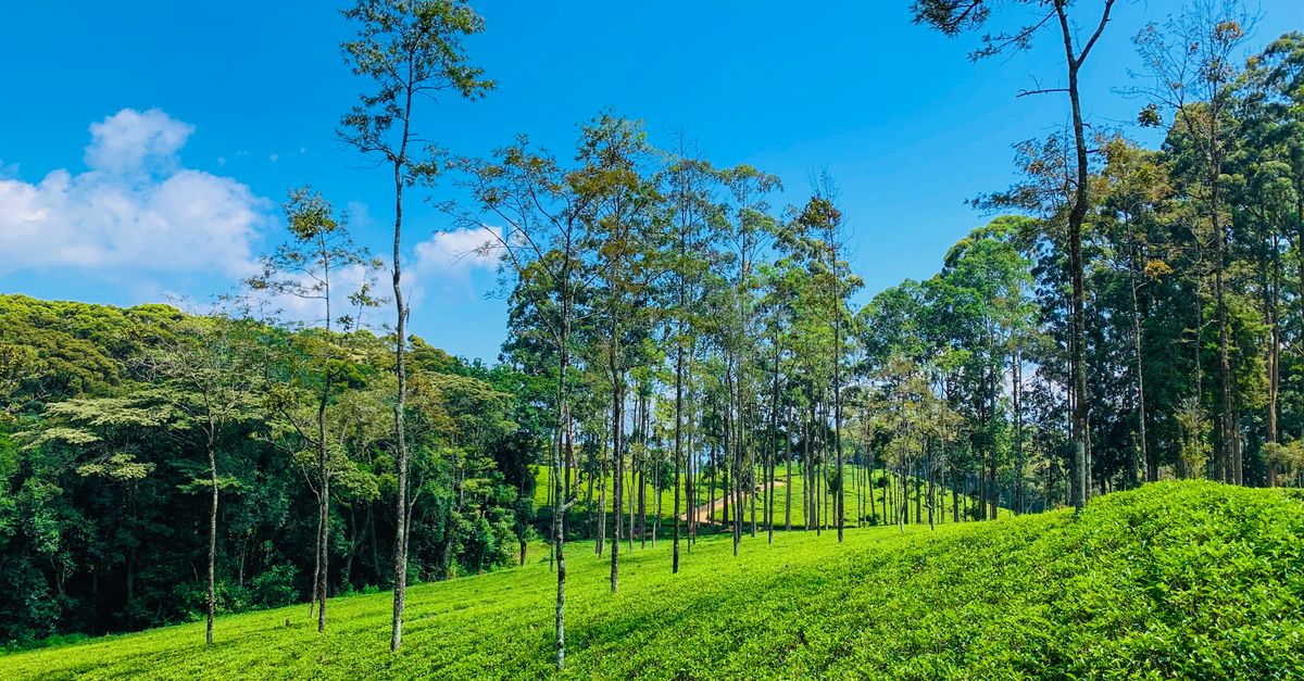 Sri Lanka 14 dagen: thee-plantages, strand en cultuur (2026)