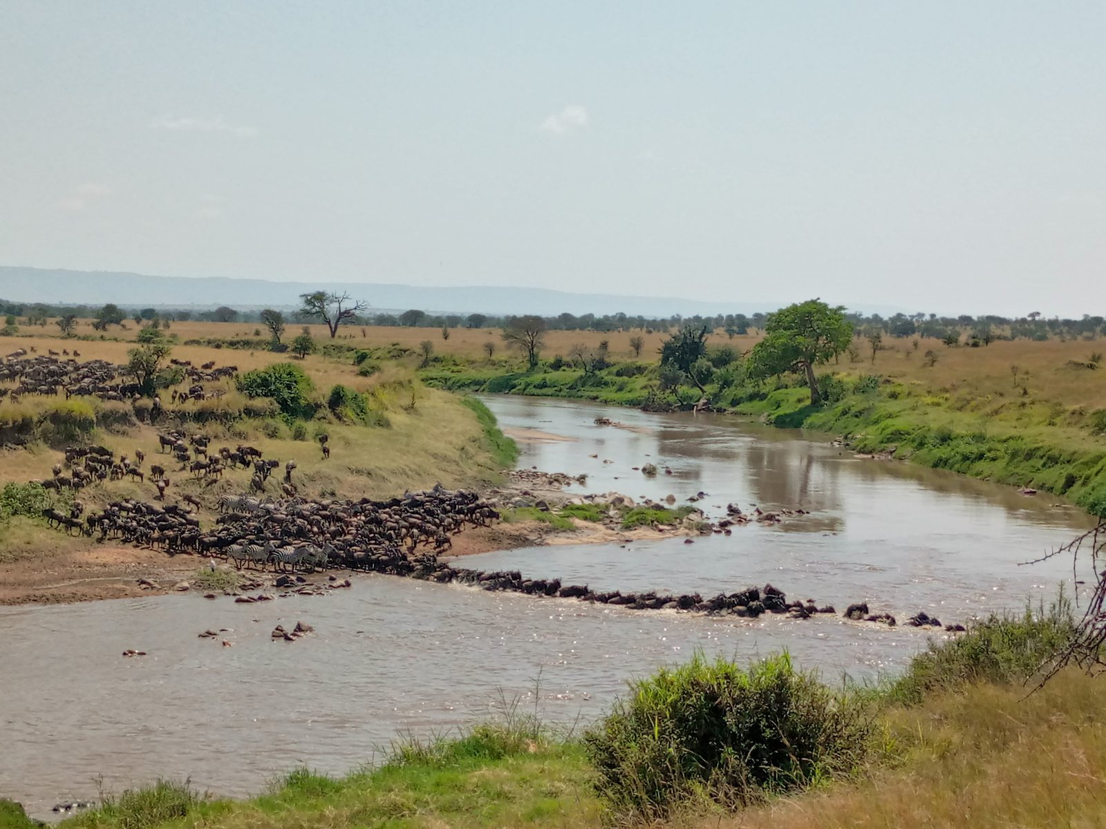 Wildebeest-migratie in de Serengeti