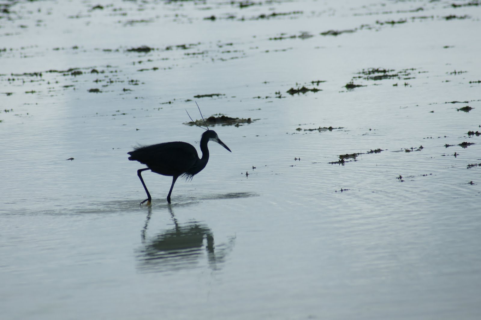 Wit zandstrand bij Nungwi op Zanzibar