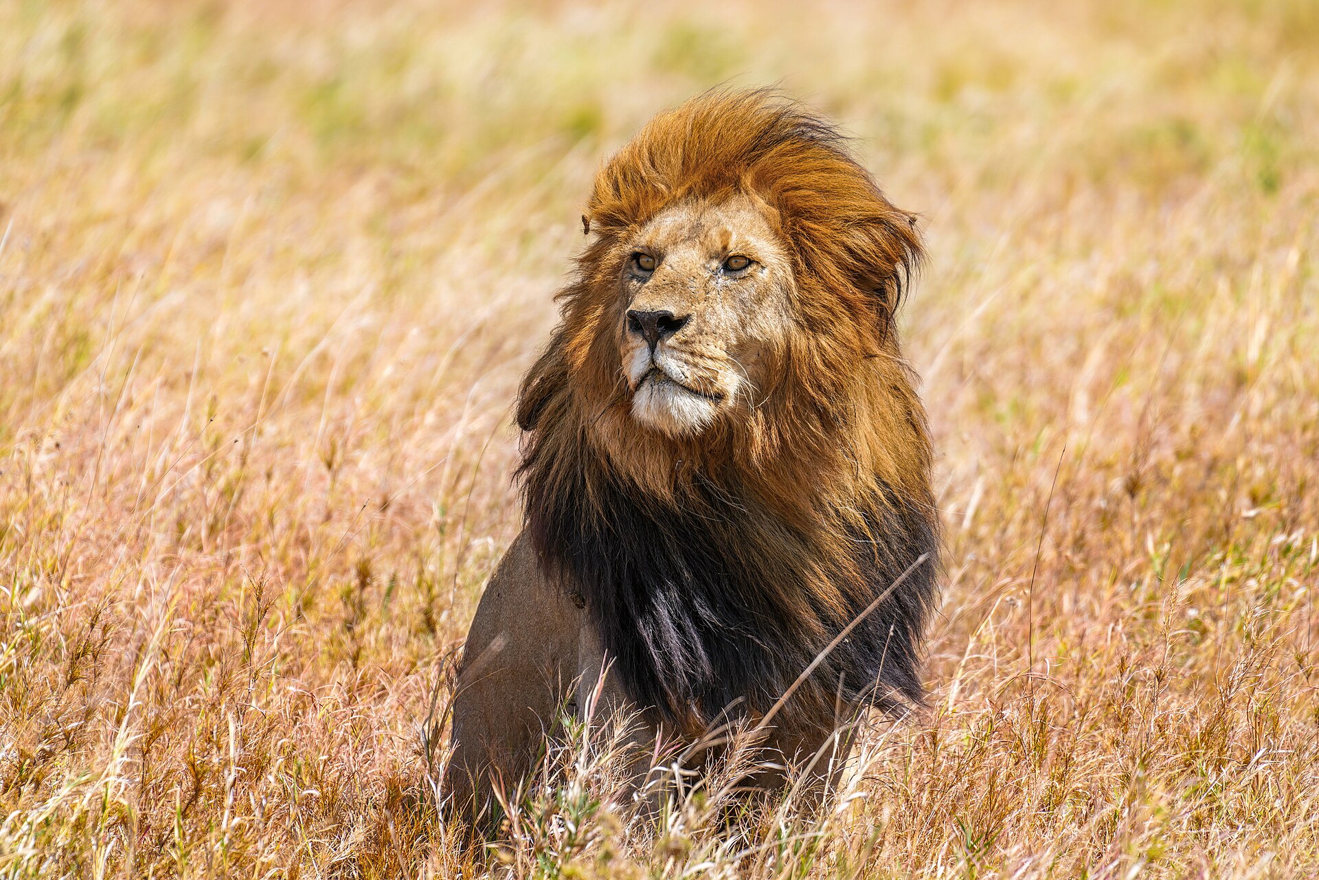 Tanzania safari en Zanzibar: 14-daagse combi in 2026