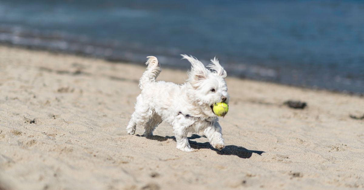 Vrolijke hond rent met tennisbal over een zonnig hondenstrand
