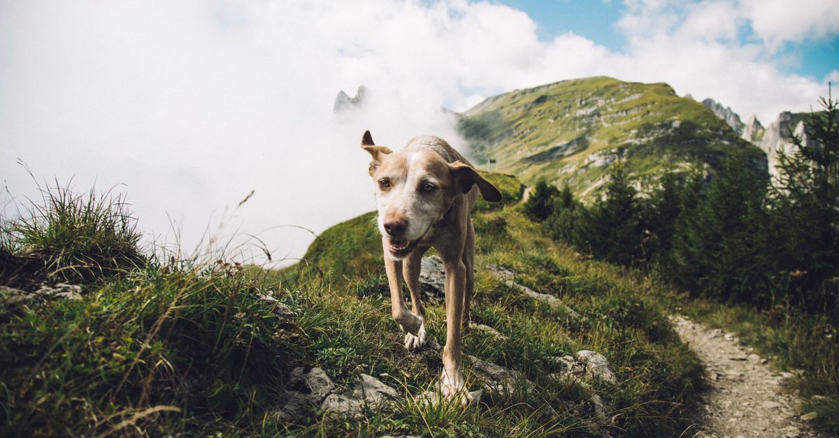 Hond op een wandelpad in de Alpen, populaire bestemming voor een vakantie met hond in de zomer