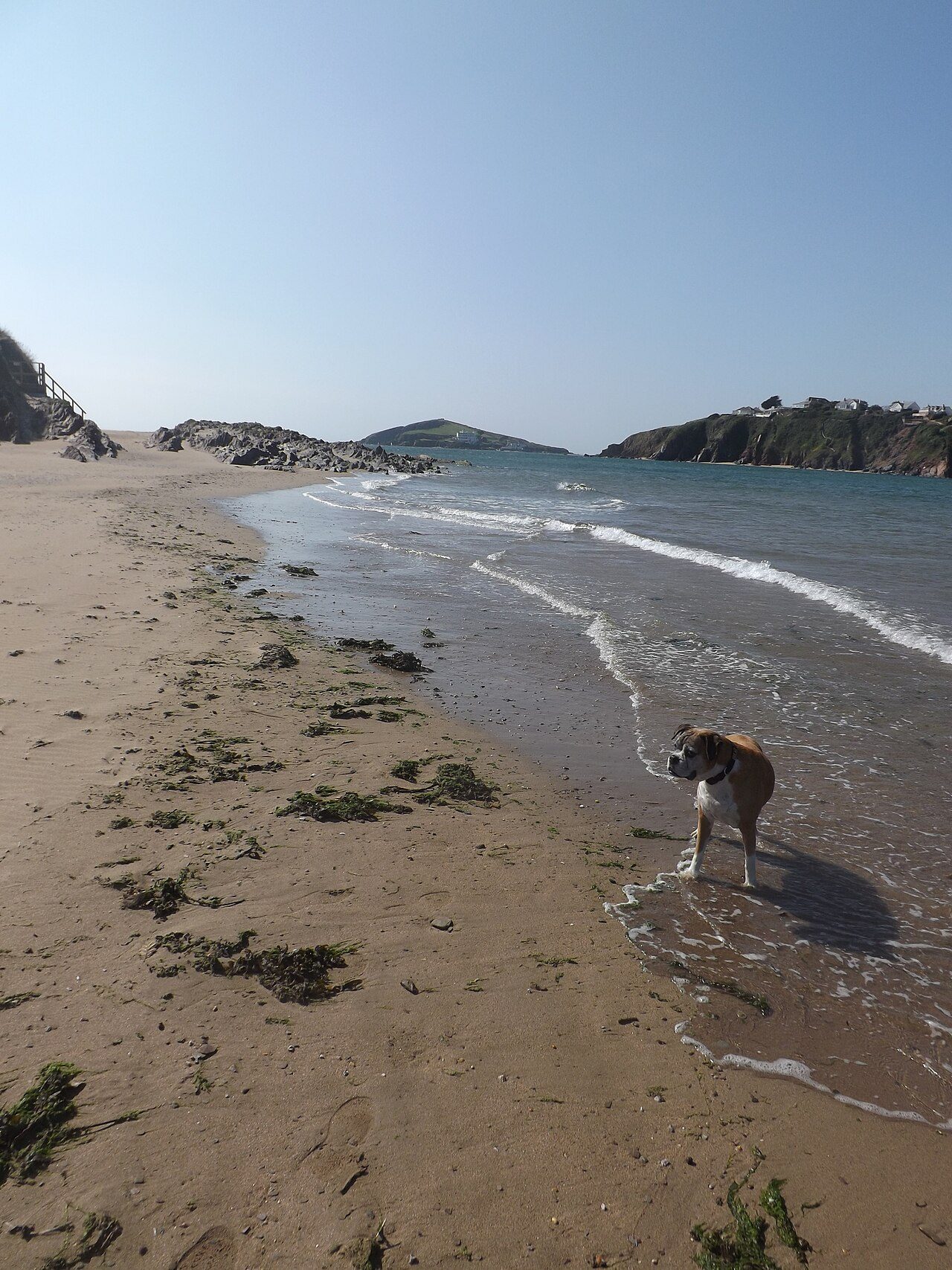 Vakantie met hond: waar mag je hond ECHT mee?