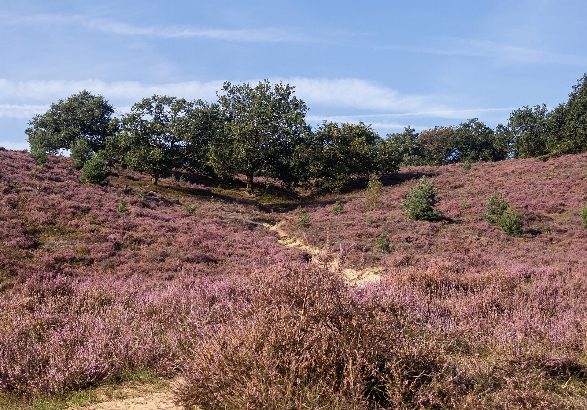 Vakantiepark Veluwe met overdekt zwembad: welke past bij jou?